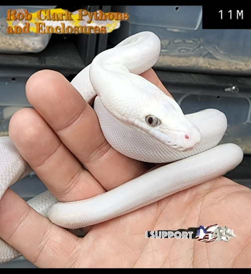 '22 Male Super Phantom Poss GC Tiger Poss Het Purple Reticulated Python ...