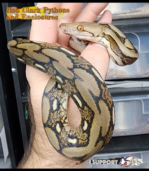 '22 Male Tiger Reticulated Python by Rob Clark Pythons