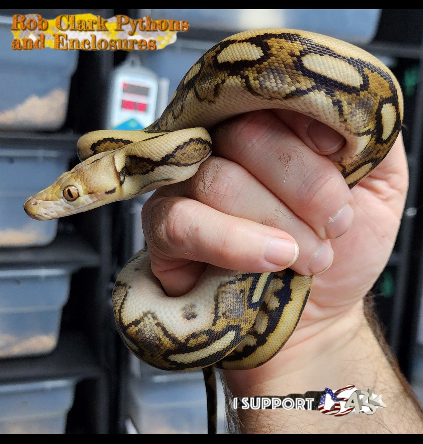 '22 Female Tiger Het GS Reticulated Python by Rob Clark Pythons ...
