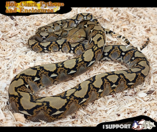 '22 Male Normal Het Albino Reticulated Python by Rob Clark Pythons