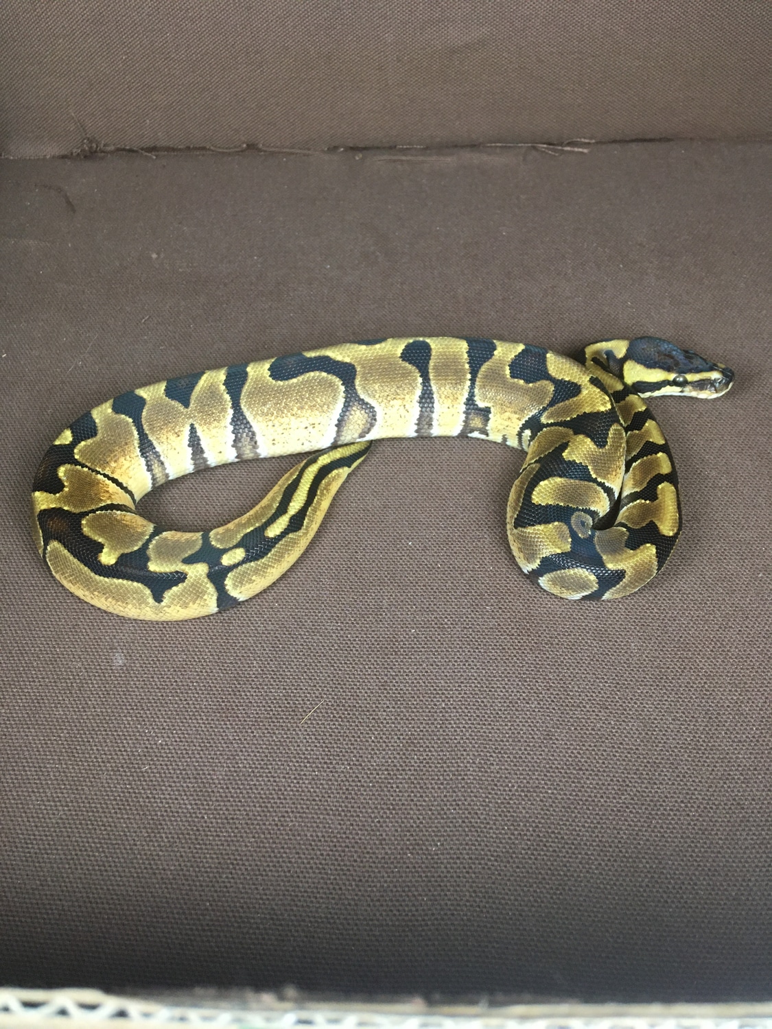 Enchi Pos Het Clown Ball Python by K.L.R. pythons - MorphMarket