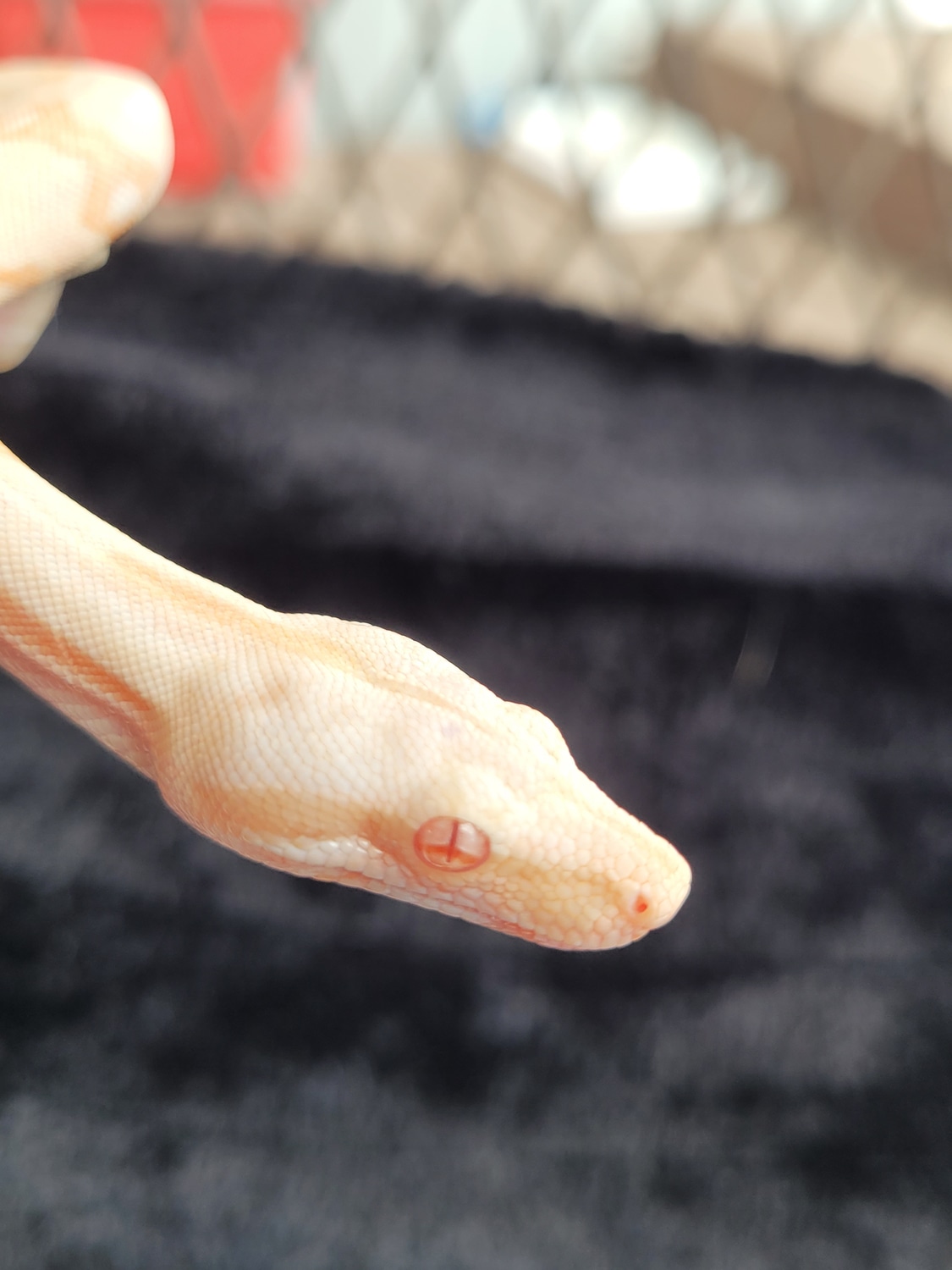 Albino Red Tail Boa 300 + Free Shipping Boa Constrictor by Rdgreptiles