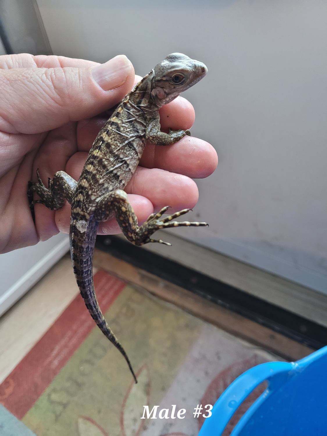 Picture of Cuban Rock Hatchling, Male Other Iguana by Rdgreptiles - MorphMarket
