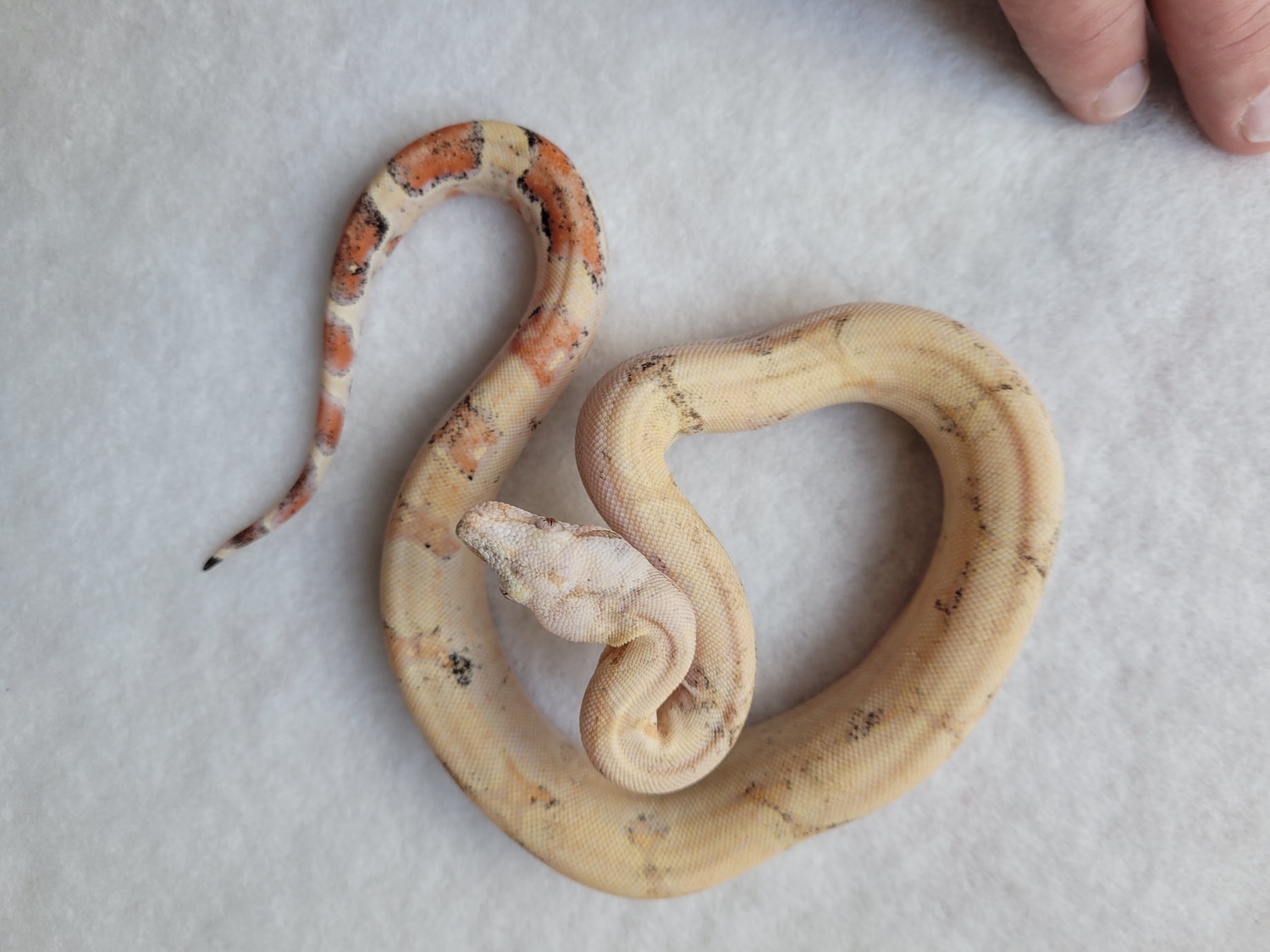 Albino Paradox Red Tail Boa Male More Boa by Rdgreptiles MorphMarket