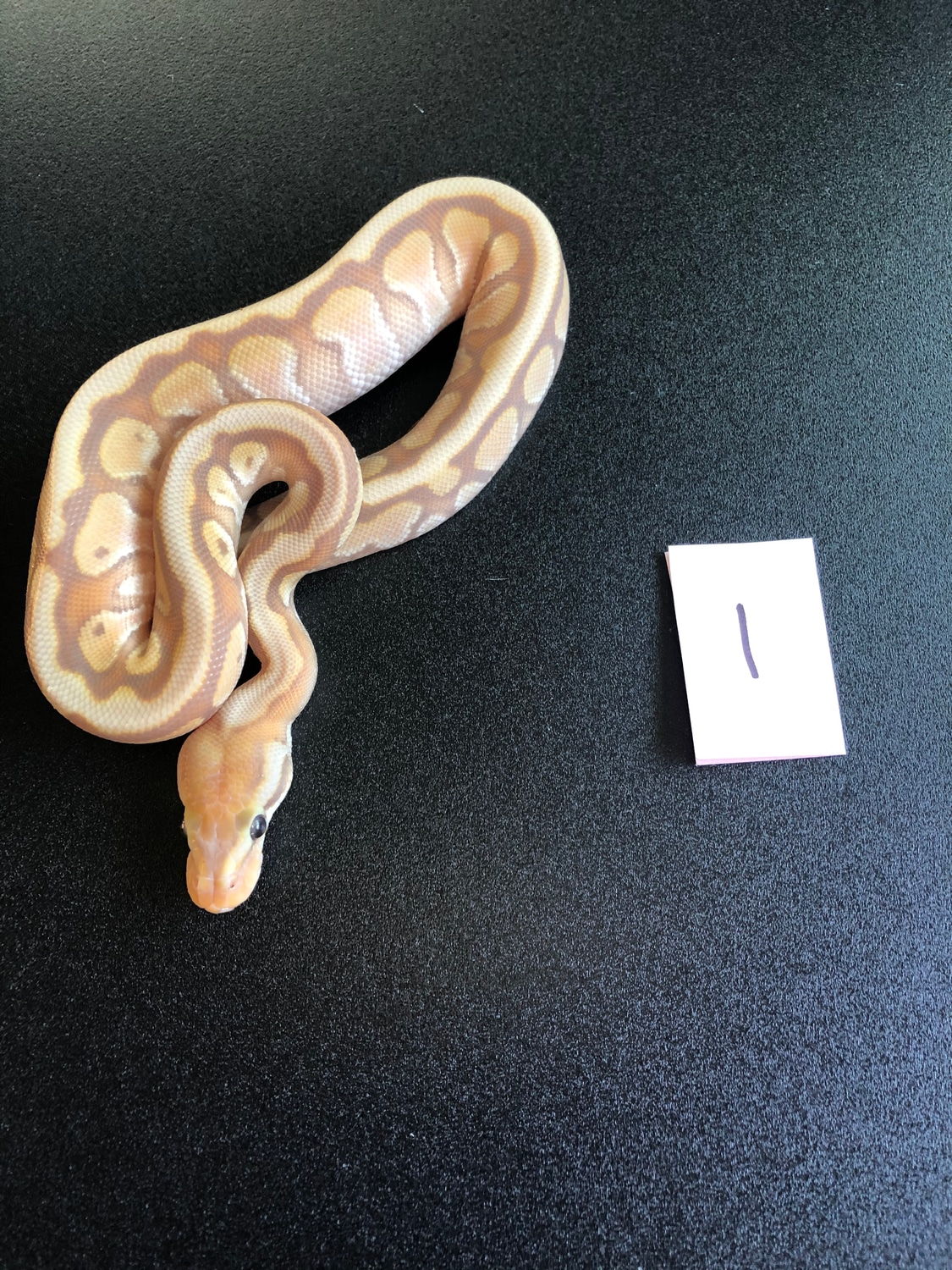 Banana Russo Hidden Gene Woma Calico Ball Python by MaverickPythons MorphMarket