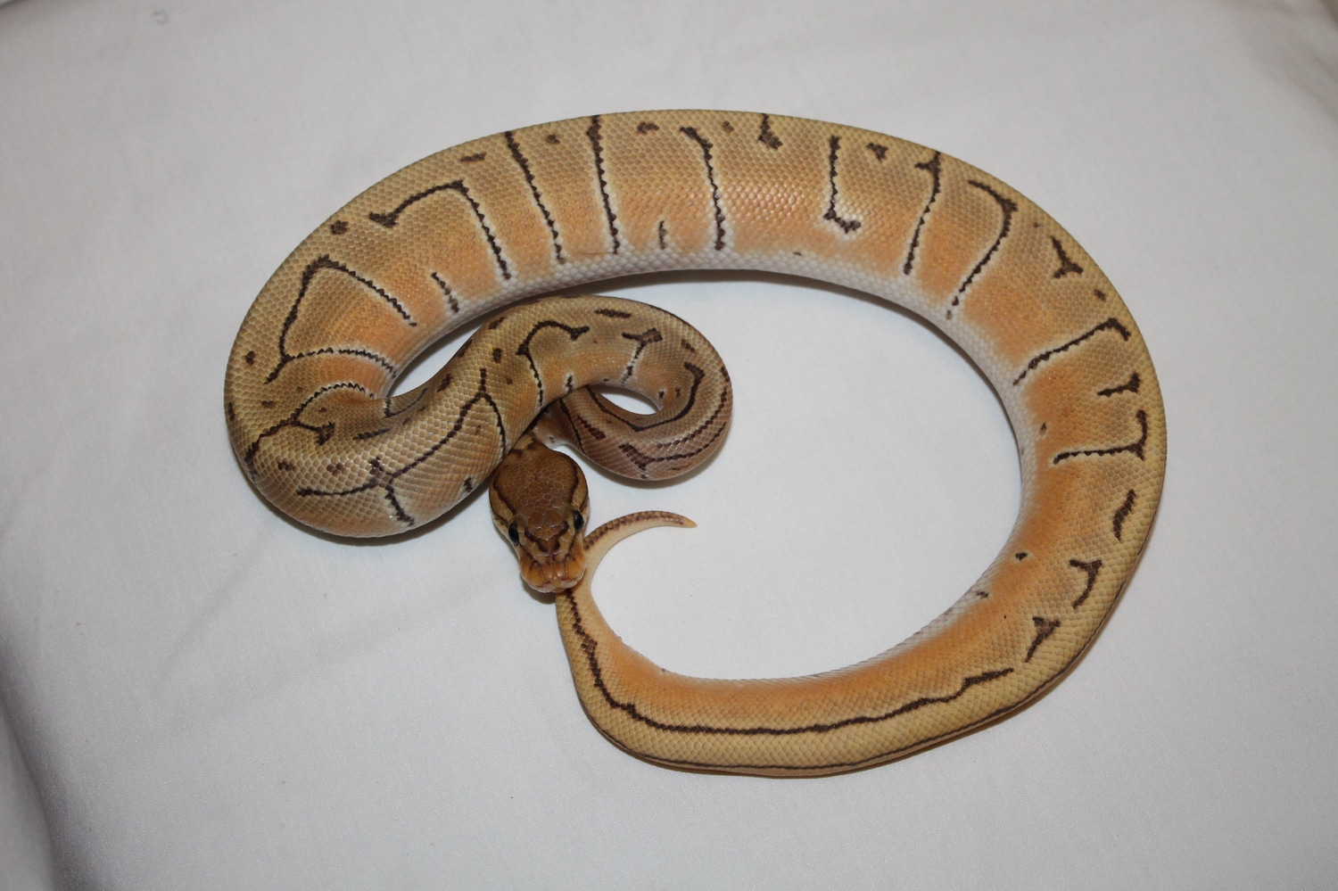 Orange Dream PinStripe Ghost Ball Python by MaverickPythons - MorphMarket