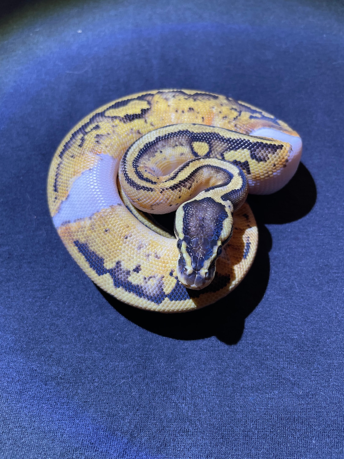 Pastel Pied Ball Python by MaverickPythons - MorphMarket