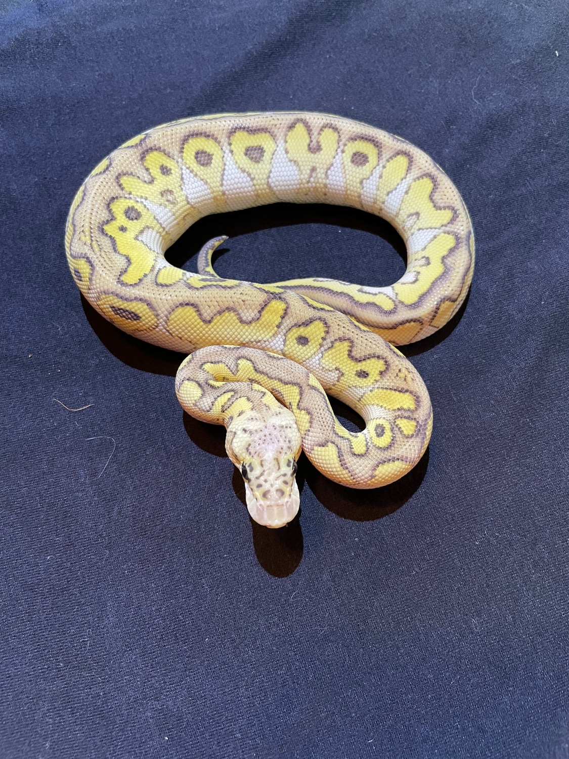 Pastel Lesser Clown Ball Python by MaverickPythons - MorphMarket