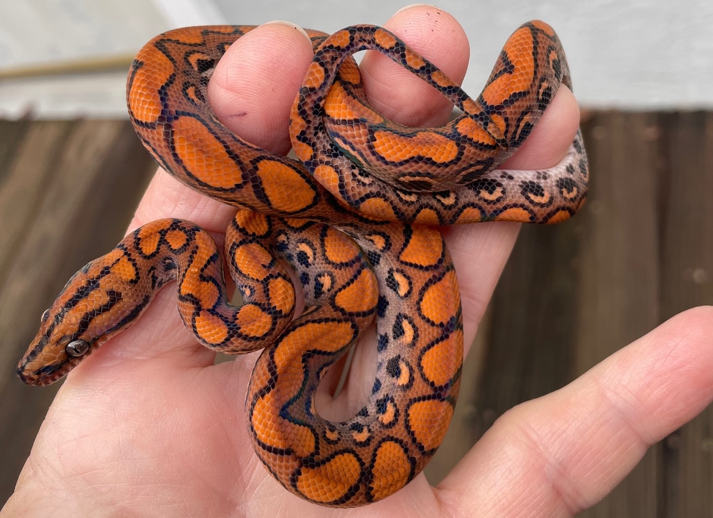 Baby Male Brazilian Rainbow Boa by Robert Seib Brazilian Rainbow Boas