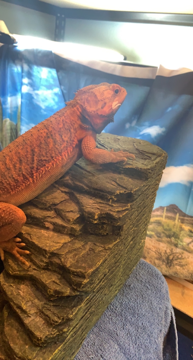 Red Trans Central Bearded Dragon by Ruths' Reptiles MorphMarket