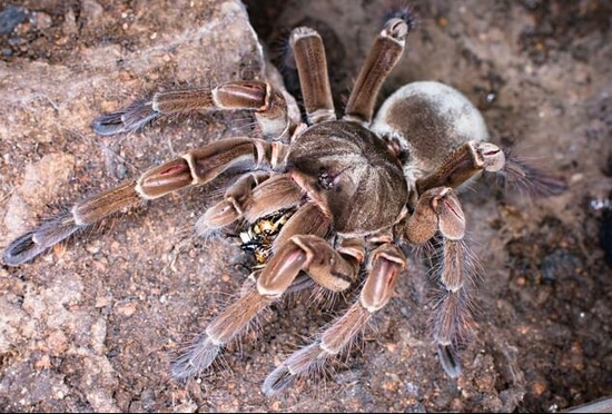 Goliath Birdeater Tarantula (Theraphosa Stirmi) by Robin Exotics