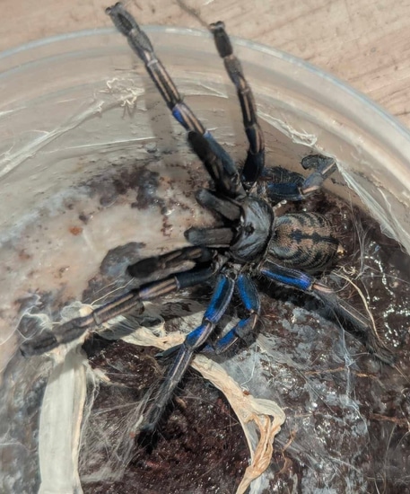 Cyriopagopus Albostriatus 'Purple Zebra' (Purple Zebra Earth-tiger ...