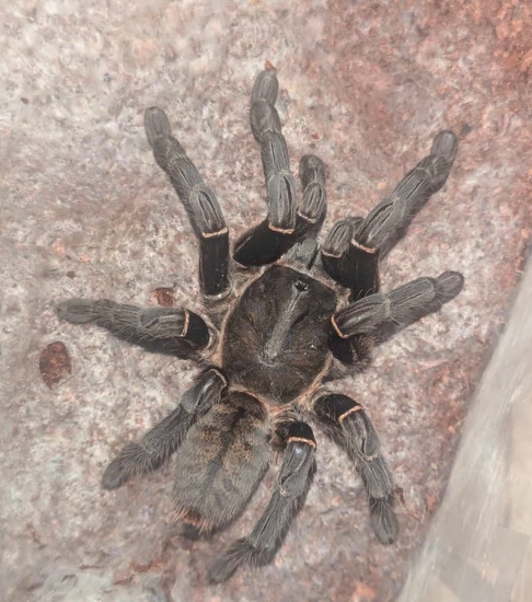 Cyriopagopus Sp Big Black (Thailand Big Black) Tarantula by Robin Exotics