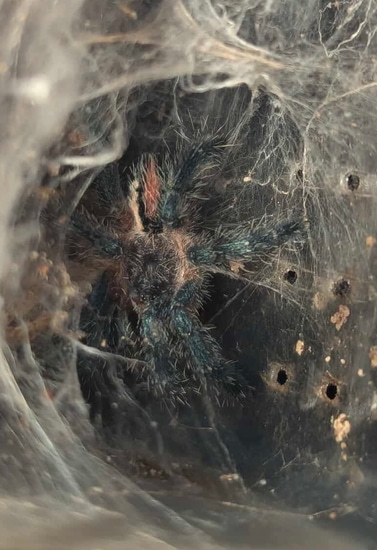 Ybyrapora Sooretama (Amazon Purple Sapphire) Tarantula by Robin Exotics
