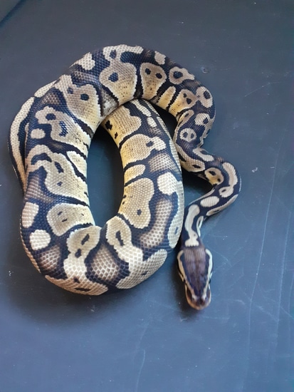 READY TO BREED!! Pastel 100%het Pied (Poss Sandblast) Ball Python by ...