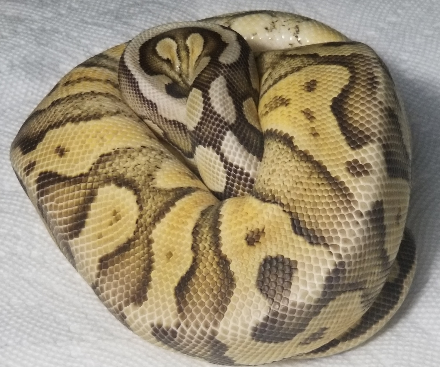 Super Pastel Ball Python by 495 Reptiles - MorphMarket