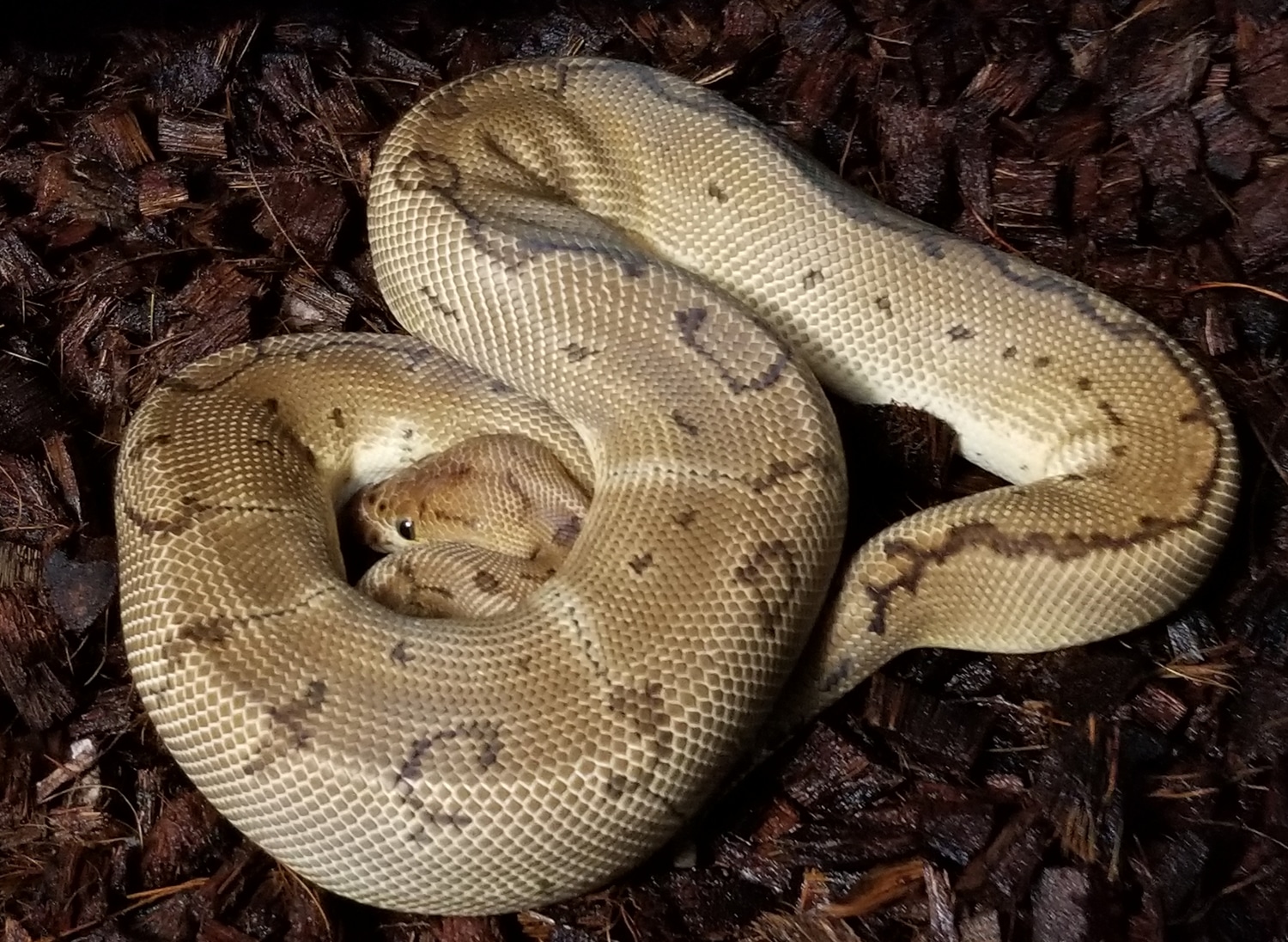 Pinstripe Clown Shipping Included In Price. Ball Python by 495 Reptiles