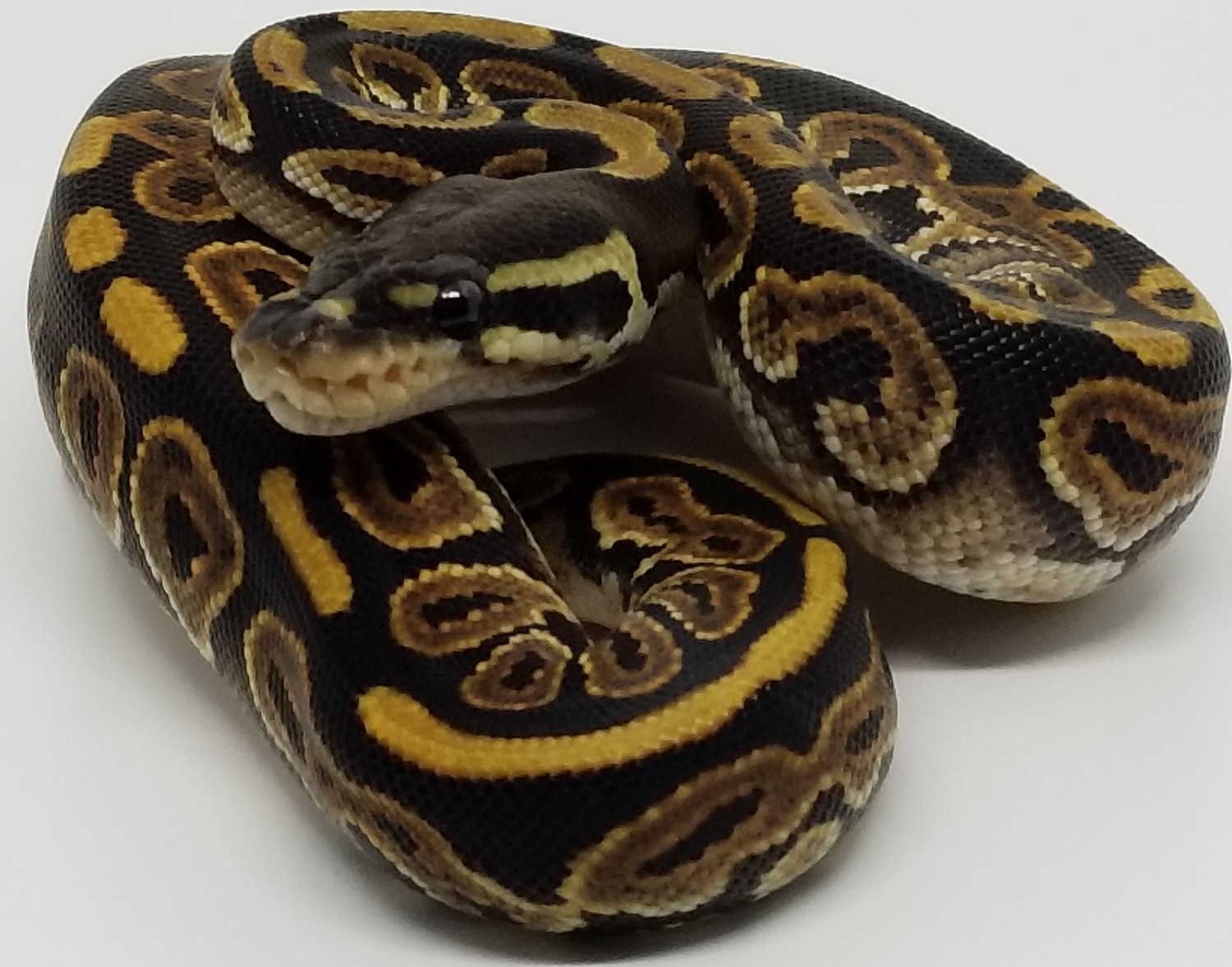 Black Pastel Het Pied Ball Python by 495 Reptiles - MorphMarket