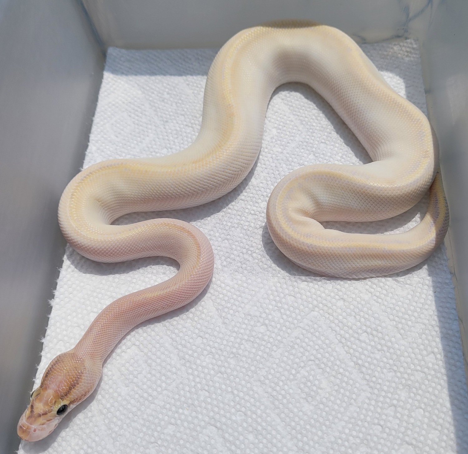Enchi Ivory Het Pied Ball Python by 495 Reptiles - MorphMarket