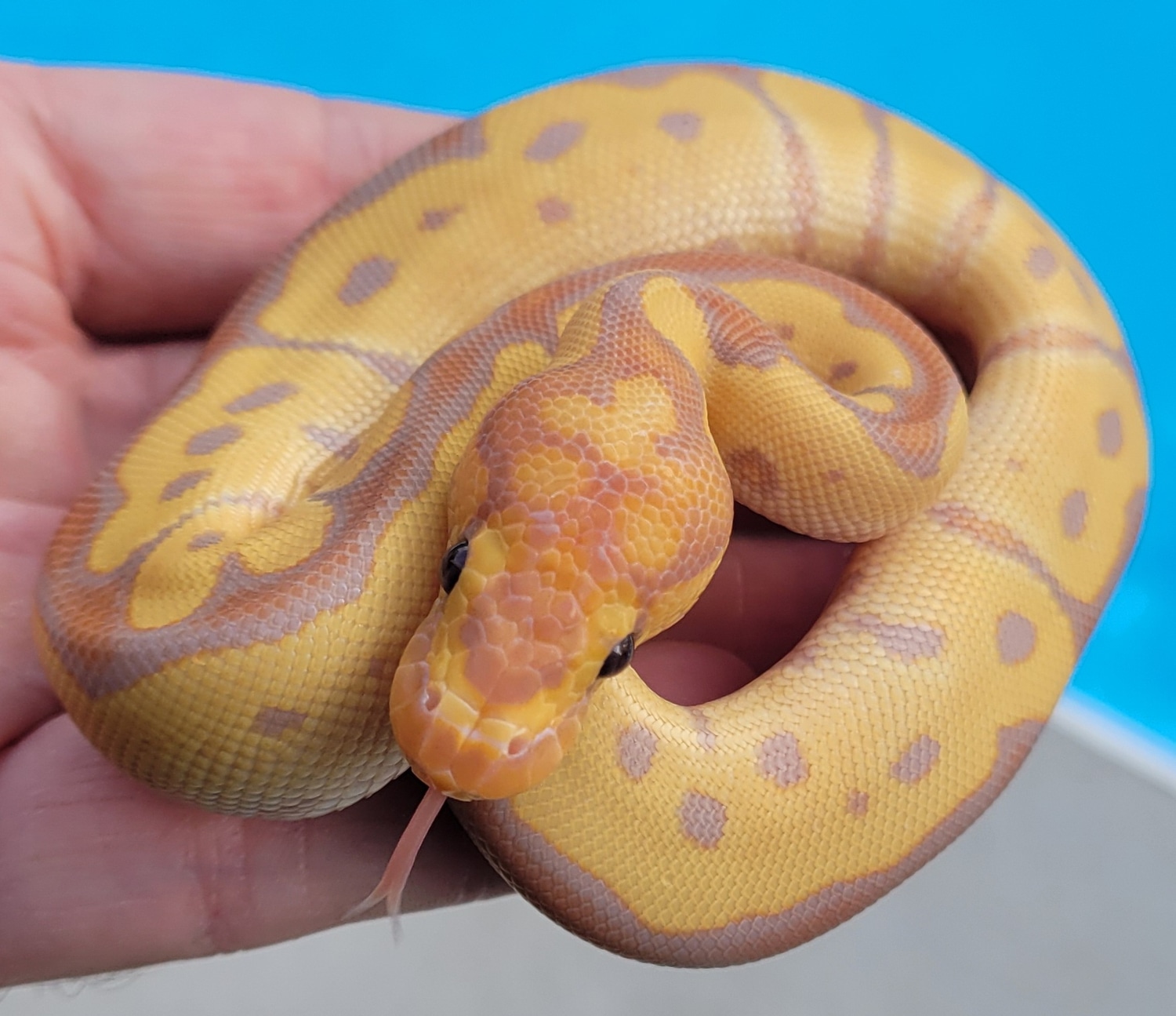 Banana Clown Ball Python by 495 Reptiles MorphMarket