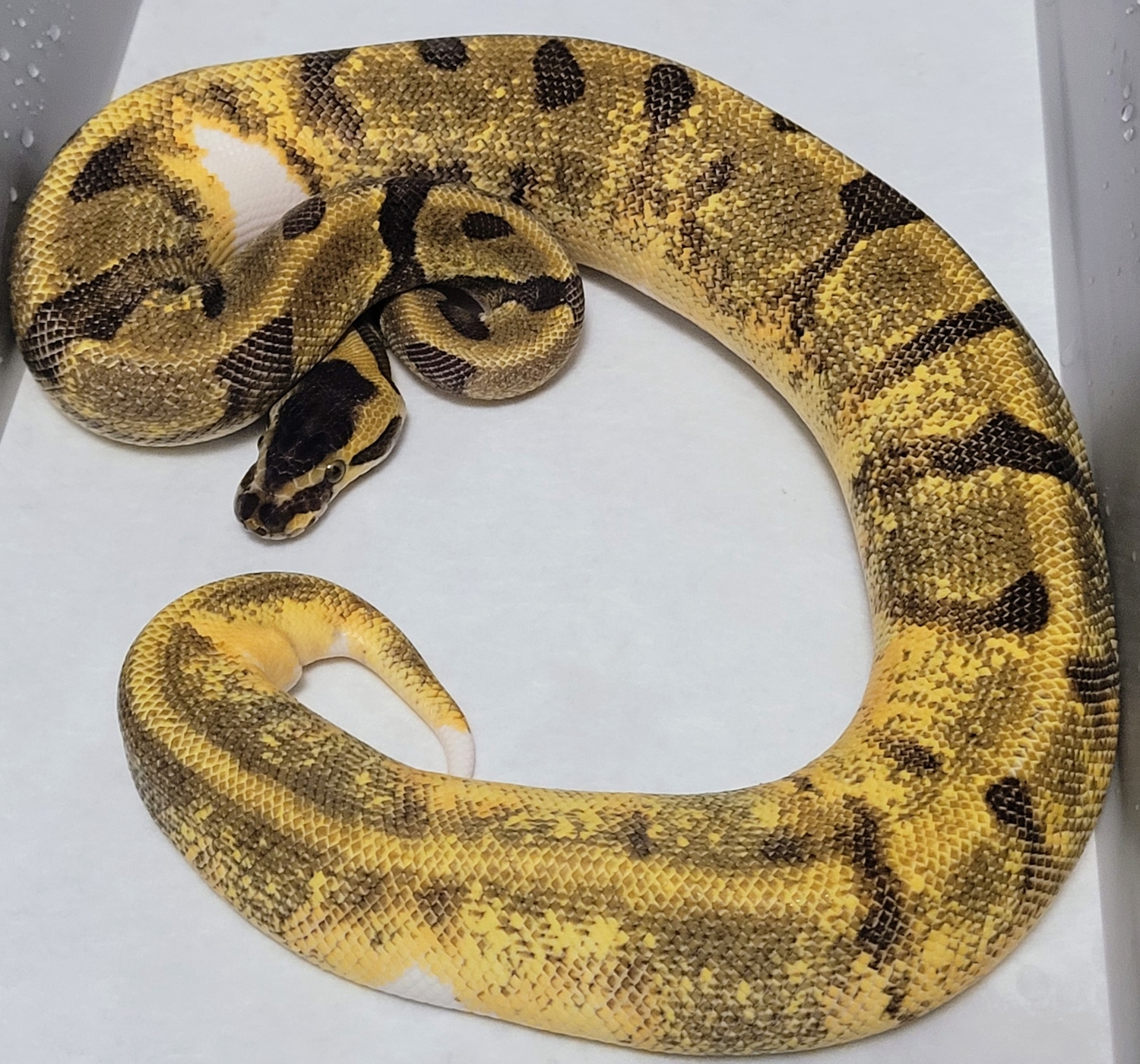 Super Enchi Piebald Ball Python by 495 Reptiles - MorphMarket