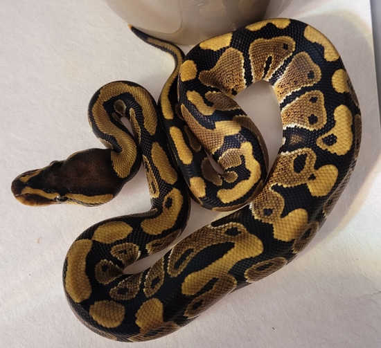 Pair Of DH Ultramel Clowns Ball Python by 495 Reptiles MorphMarket