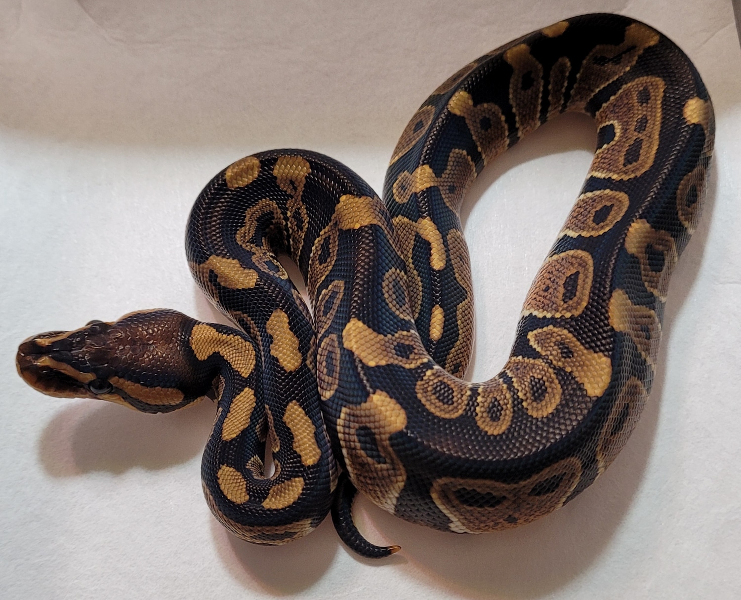 Chocolate DH Ultramel Clown Ball Python by 495 Reptiles - MorphMarket