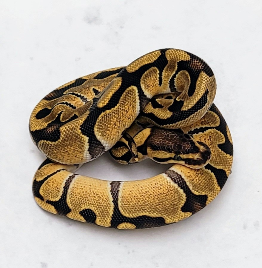Enchi Het Clown 66% Het DG Ball Python by 495 Reptiles - MorphMarket