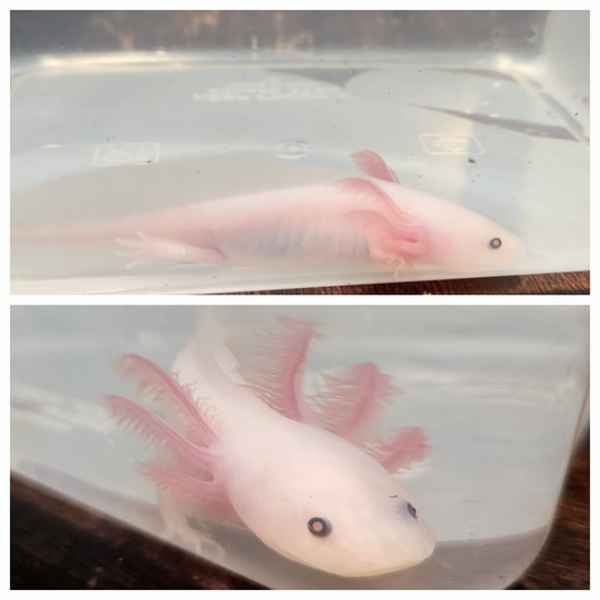 Leucistic Copper Mel Axolotl by Robust Reptiles