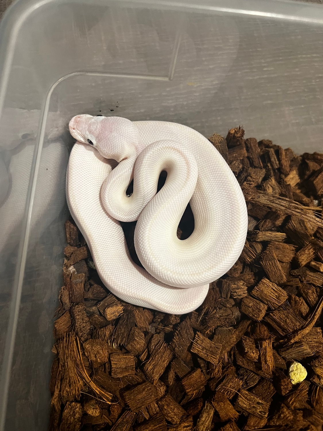 2022 Blue Eyed Leucistic Ball Python by Pied Creations MorphMarket