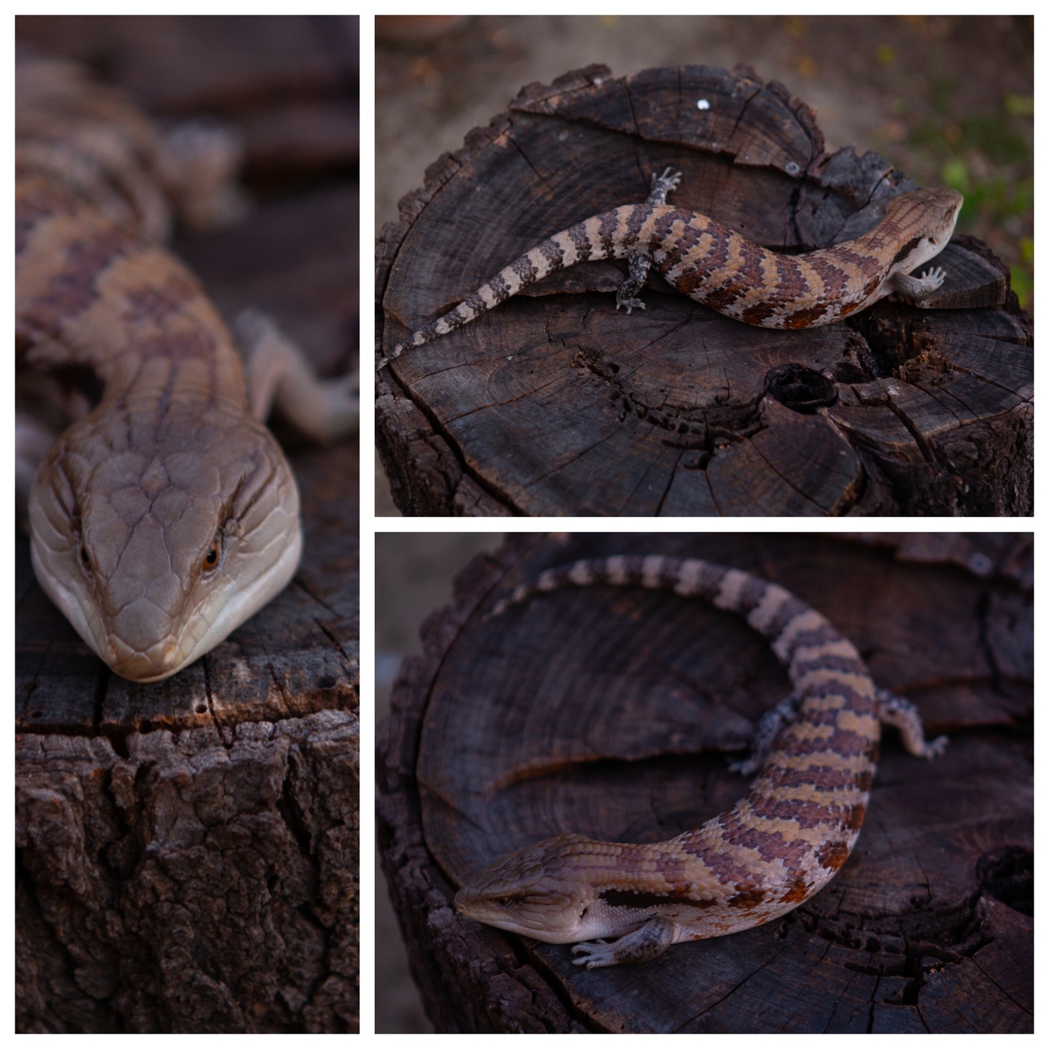 Irian Jaya Blue Tongue Skink Irian Jaya BlueTongued Skink by Rockabirdie Reptiles