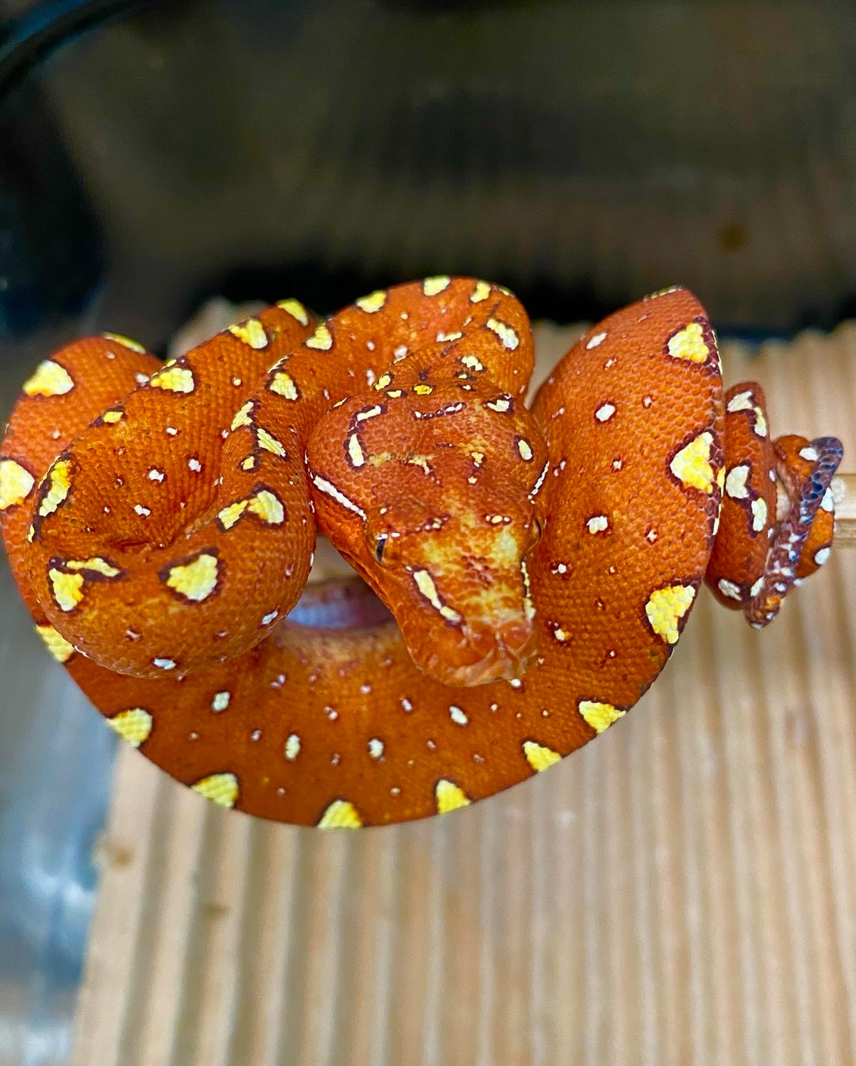 Red Biak Green Tree Python by Rockabirdie Reptiles - MorphMarket