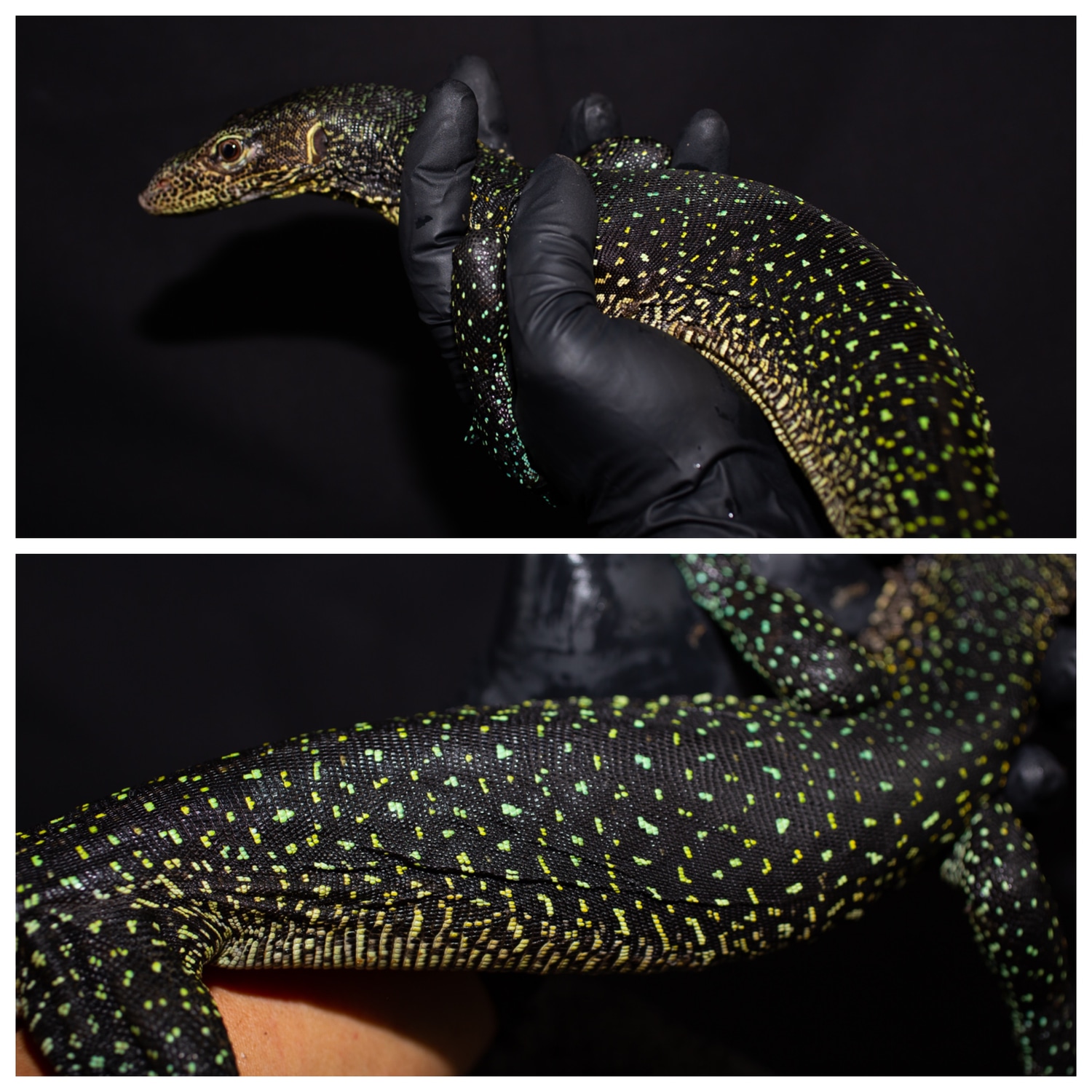 Incredible Blue Tail Monitor Other Monitor by Rockabirdie Reptiles