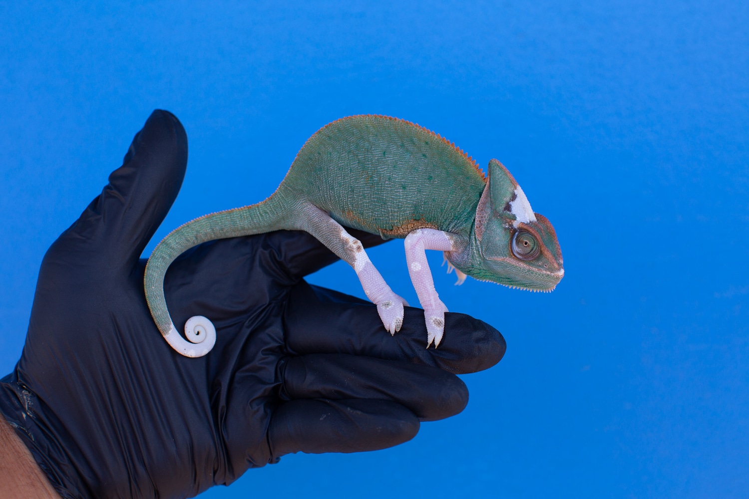 Pied Female Veiled Chameleon by Rockabirdie Reptiles MorphMarket