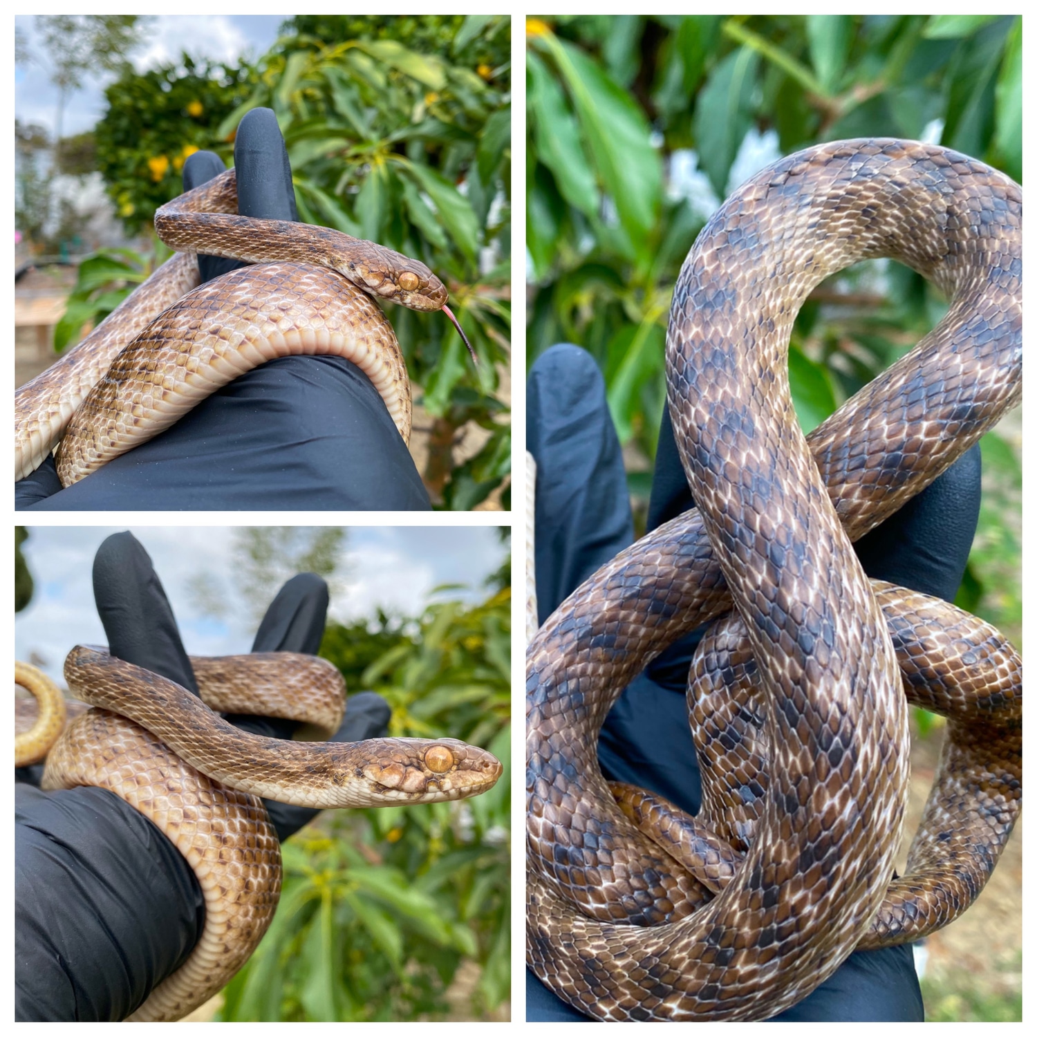 Malagasy Cat Eyed Snakes (REAR FANGED) More Colubrid by Rockabirdie