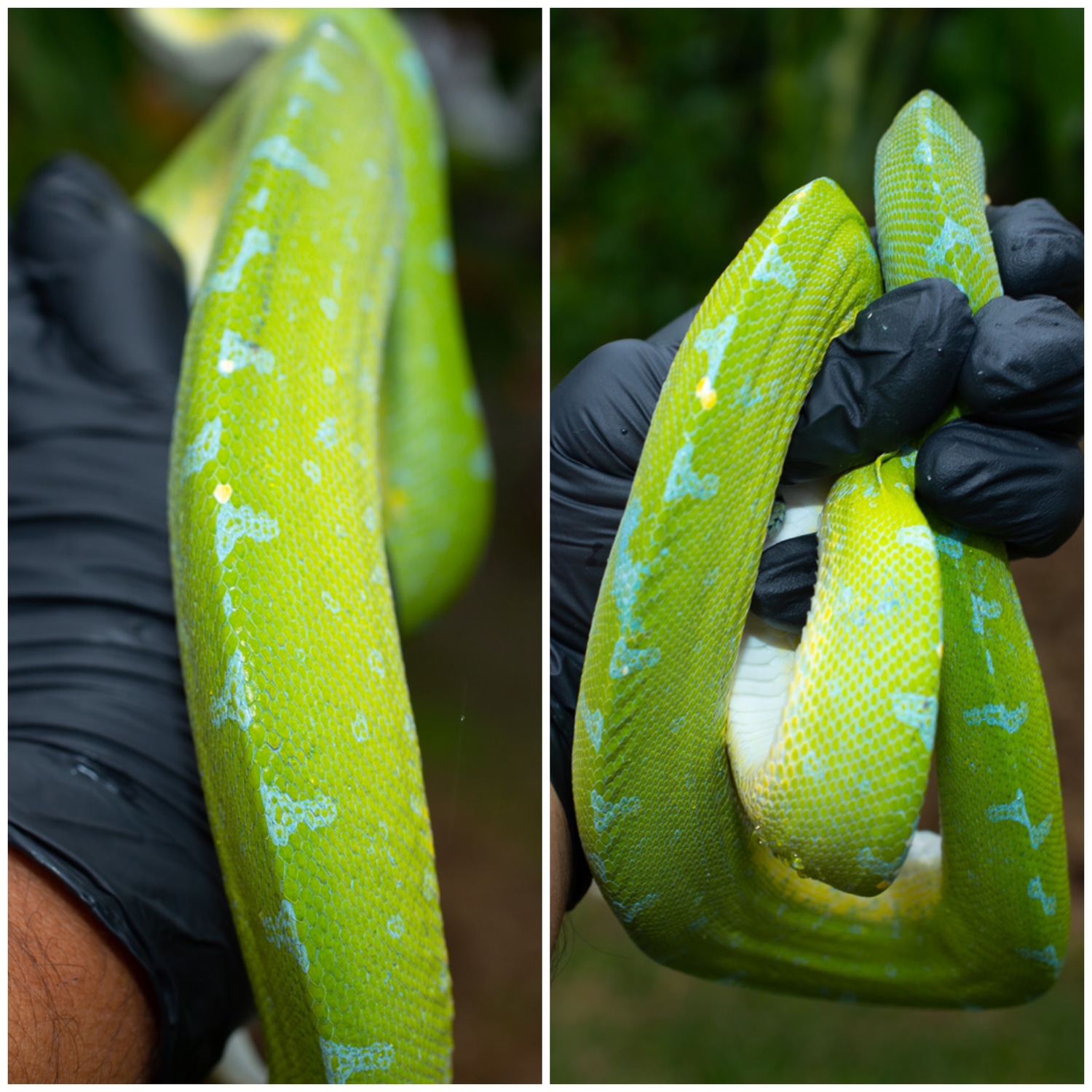 Super Blue Sorong Green Tree Python by Rockabirdie Reptiles - MorphMarket