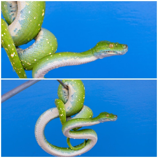 Numfor Island Female Green Tree Python by Rockabirdie Reptiles