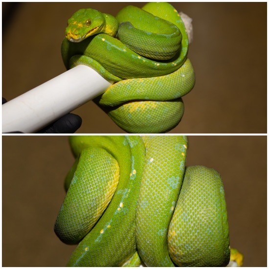 Sorong Female High Blue! Green Tree Python by Rockabirdie Reptiles
