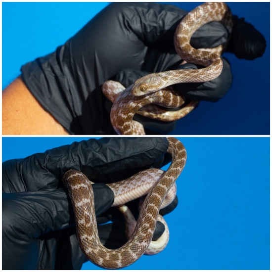 Silver Phase Cat Eyed Snake (Rear Fanged) More Colubrid by Rockabirdie ...