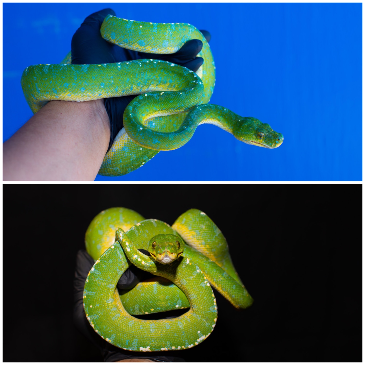 Incredible Manokwari!! Green Tree Python by Rockabirdie Reptiles ...