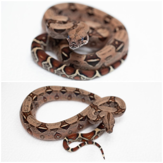 1.1 Paraguayan Peninsula Dwarf Boas True Red-Tailed Boa Constrictor by ...