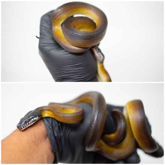 Female Northern White Lip White-Lipped Python by Rockabirdie Reptiles