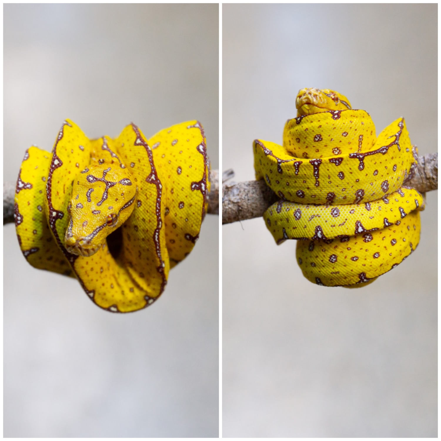 Manokwari GTP Green Tree Python by Rockabirdie Reptiles - MorphMarket