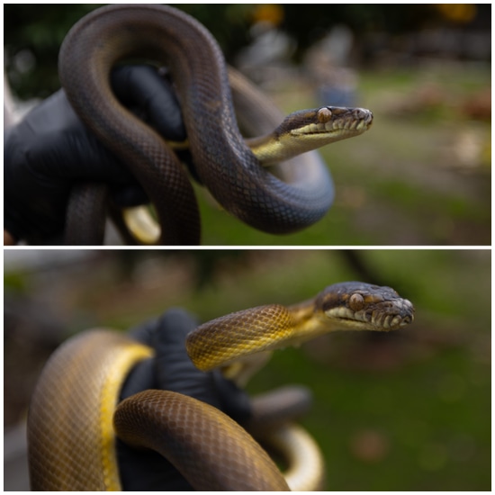 1.1 Gold Patternless Tanimbar Scrub Python by Rockabirdie Reptiles