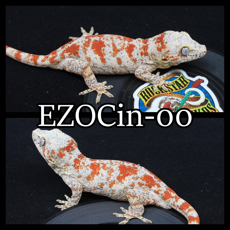 Red Blotch Gargoyle Gecko by Rockstar Geckos MorphMarket