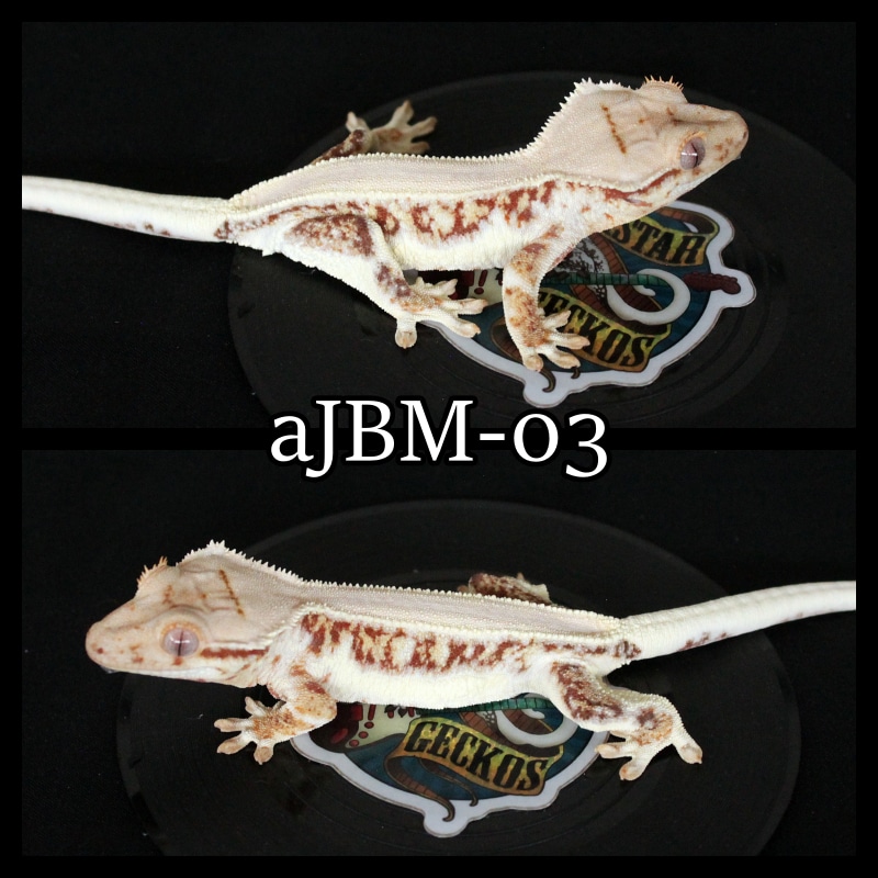 Red Lilly White Crested Gecko by Rockstar Geckos MorphMarket
