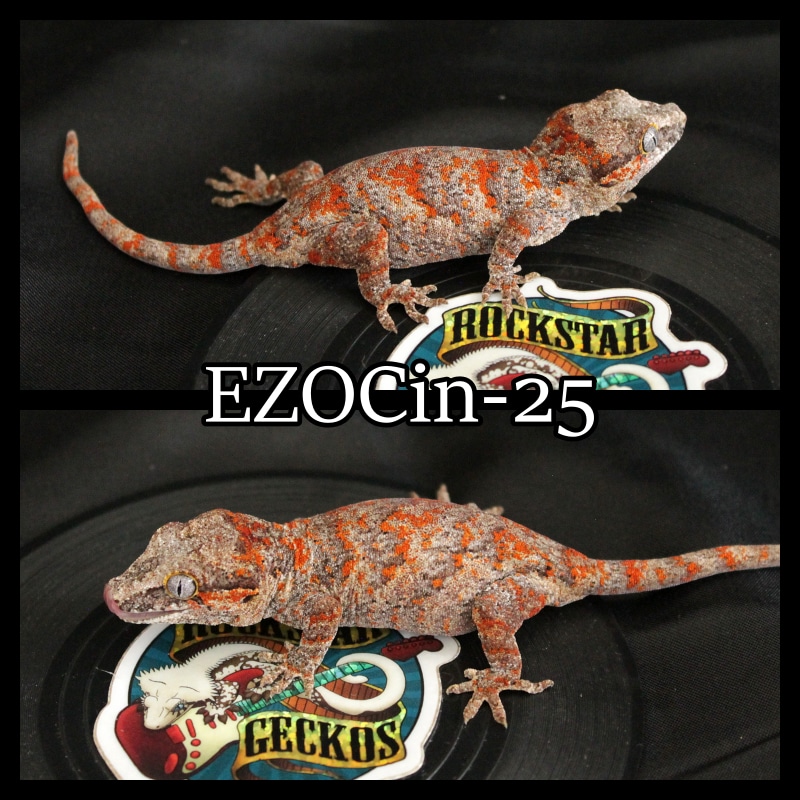 Orange And Red Blotch Gargoyle Gecko by Rockstar Geckos MorphMarket