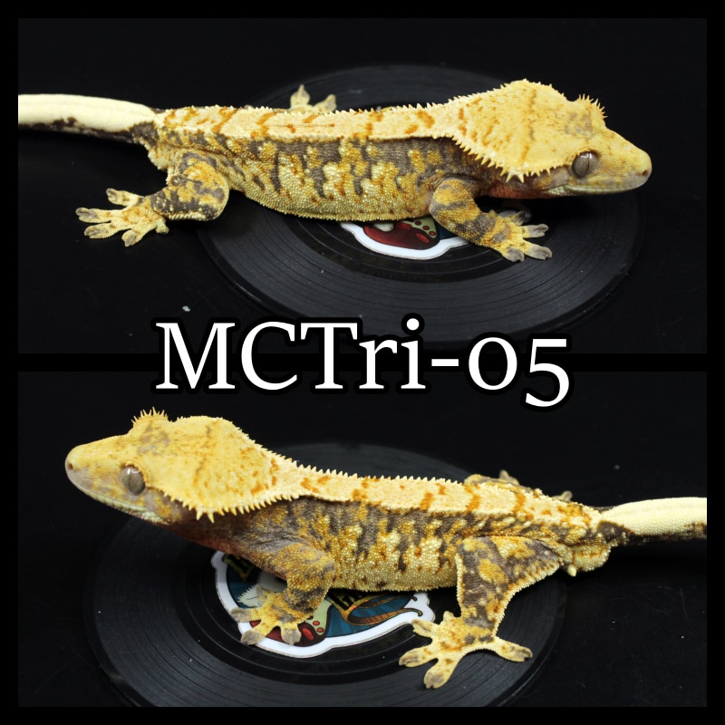 Extreme Crested Gecko by Rockstar Geckos MorphMarket