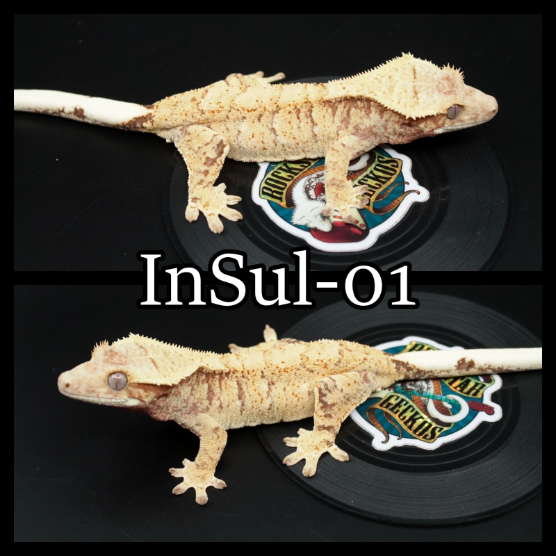 High Quality Extreme Crested Gecko by Rockstar Geckos - MorphMarket