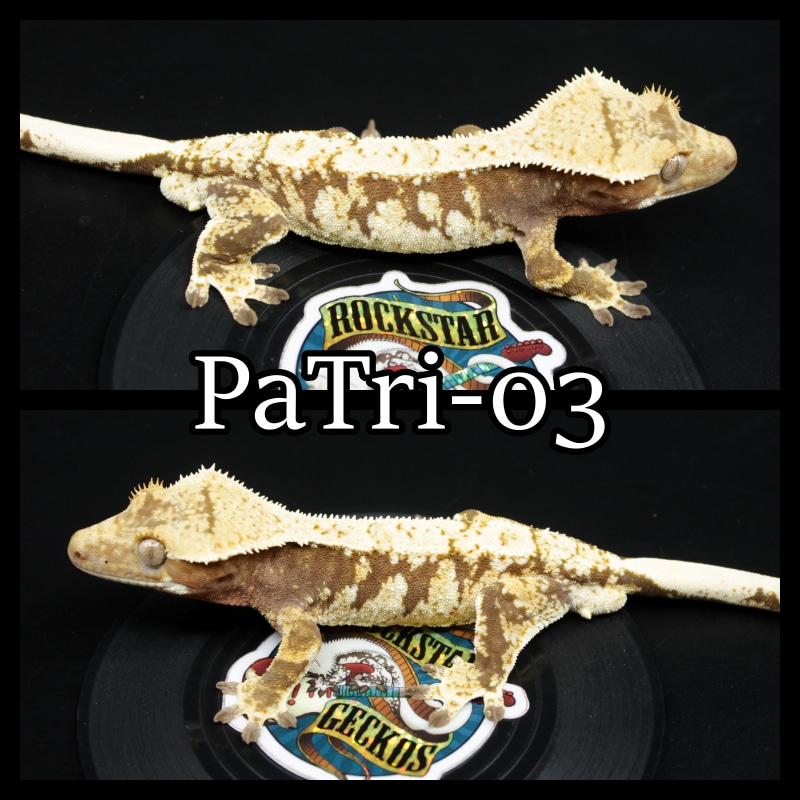 Red Extreme Harlequin Crested Gecko by Rockstar Geckos MorphMarket